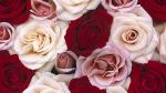 Trandafiri rosii albi roz - grozav.ro