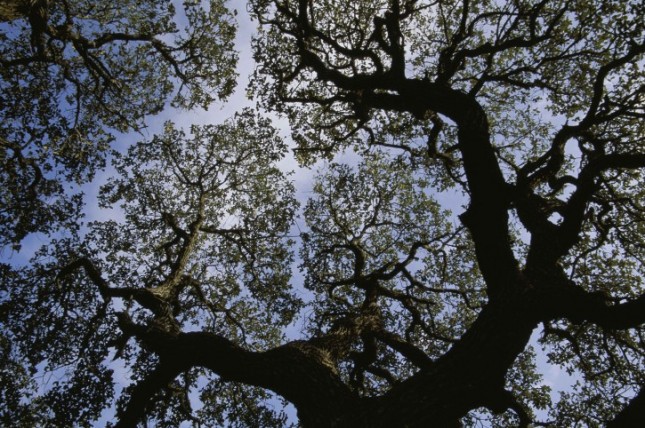 looking-up-into-the-silhouetted-branches-and-gree-foliage-of-sycamore-tree-platanus-occidentalis_w725_h482